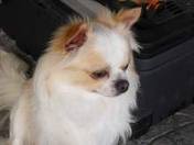 /album/galleria-foto-chihuahua/images-36-jpg/